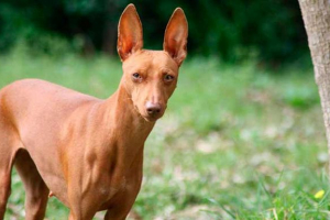 W jakich celach stosuje się psy rasy chirneco del etny?